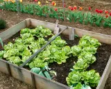 Un carré potager rempli de laitues prêtes à être repiquées. Des tulipes colorées bordent le jardin en arrière-plan.