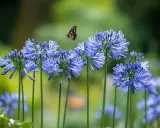 Un papillon voltige au-dessus d'une grappe de fleurs d'été bleues, capturant la beauté éphémère d'une journée ensoleillée.