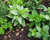 Un assortiment de plantes aromatiques vertes et luxuriantes, dont de la menthe et du romarin, poussent dans un sol riche.