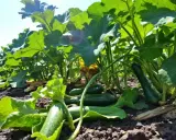 Courgettes vertes mûres sous de grandes feuilles, témoignant de la **durée de vie d'un plant de courgette** et de sa générosité.