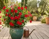 Un dipladenia en jardinière, aux fleurs rouges éclatantes, est prêt à être arrosé dans un décor méditerranéen.