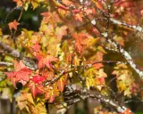 Feuilles de liquidambar aux teintes automnales, rouges et jaunes, mouillées par la pluie. Un inconvénient de cette beauté : les feuilles tombent.