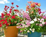 Deux grands pots débordent de fleurs d'été résistant à la sécheresse : des pétunias rouges vifs et un mélange de fleurs roses, blanches et corail.