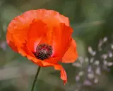 Un coquelicot rouge vif, symbole de l'été. Idéal pour savoir quand semer les coquelicots et profiter de leur beauté éphémère.