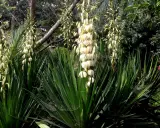 Plante qui ressemble au yucca, avec de longues feuilles vertes et des grappes de fleurs blanches pendantes.