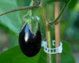 Une jeune aubergine, brillante et sombre, se développe sur sa tige. La culture aubergine est un art patient.