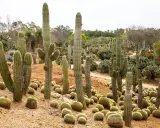 Un jardin luxuriant de cactus exterieur resistant au gel, avec des spécimens imposants et des coussins de petites boules épineuses sur le sol sablonneux.