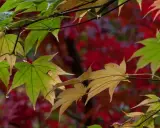 Feuilles d'érable du Japon, certaines vertes, d'autres jaunies, avec des gouttes d'eau. Le fond rouge suggère une maladie ou le début de l'automne.
