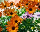 Magnifique **osteospermum floraison** aux teintes orangées et violettes, un spectacle de couleurs vives et de pétales délicats.
