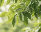 Feuilles de frêne sous la pluie, un inconvénient du frêne est sa sensibilité à l'humidité excessive qui peut favoriser les maladies fongiques.
