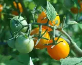 Tomates "Honey Moon" vertes et orangées sur leur tige, promettant une récolte savoureuse.