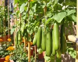 Courgettes vertes suspendues à des tuteurs en bambou, avec un bon espacement pour une croissance optimale. Des fleurs orange sont visibles en arrière-plan.