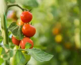 Tomates rouges mûres sur une branche. Pensez à quel légume ne pas planter à côté des tomates pour une récolte réussie.