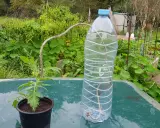 Système d'arrosage par capillarité avec une ficelle reliant une bouteille d'eau à un plant de tomate.