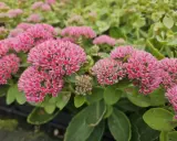 Gros plan sur des grappes de fleurs roses vives d'une plante couvre-sol qui adore le soleil. Les feuilles vertes épaisses sont visibles en arrière-plan.