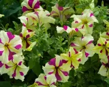Petunias bicolores, crème et fuchsia, dans une jardinière, leurs pétales rayés évoquent des coups de pinceau artistiques.