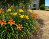Un parterre de hémérocalles orange et jaunes, plantes vivaces qui fleurissent de mai à octobre, borde une pelouse sèche.