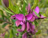 Fleurs de polygala myrtifolia, un arbuste facile d'entretien. Leurs teintes violettes apportent une touche de couleur.