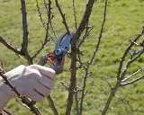 Main d'un jardinier utilisant un sécateur pour la taille d'un jeune abricotier, préparant l'arbre pour la saison de croissance.