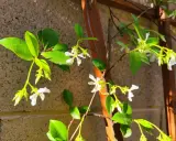 Des petites fleurs blanches éclosent sur une branche de jasmin d'hiver, grimpant le long d'un support en bois.