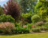 Un magnifique jardin printanier avec un arbre en fleur en ce moment, des arbustes aux teintes rouges et vertes, et des parterres de fleurs roses et blanches.