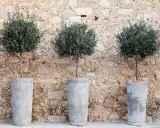 Trois oliviers taillés en boule dans des pots en béton devant un mur de pierres.