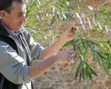 Un homme taille des branches de laurier avec des sécateurs. C'est le bon moment pour savoir quand tailler les lauriers.