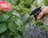 Main d'une personne pulvérisant de l'eau sur des feuilles de rosier infestées de pucerons rosier. Des coccinelles sont présentes.