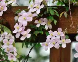 Une délicate plante grimpante aux fleurs roses pâles s'enroule autour d'une structure en bois.
