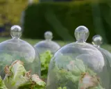 Salades protégées sous cloches de verre. Une limace noire, invisible, attend son heure pour festoyer.