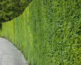 Haie verte et dense longeant un chemin. Idéal pour savoir quand planter une haie 4 saisons.