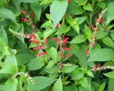 Plantes de sauge ananas aux fleurs rouges vives, avec des feuilles vertes luxuriantes.