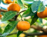 Un mandarinier en pot porte des fruits mûrs et des feuilles vertes luxuriantes, prêts à être cueillis.
