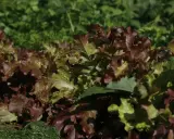 Feuilles de chene salade aux teintes rouges et vertes, fraîchement cueillies dans le potager.