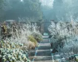 Sentier givré menant à un portail, avec des herbes hautes et un petit bâtiment de jardin. L'arbre de Judée en hiver se prépare au printemps.