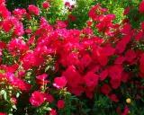 Un buisson luxuriant de plante fleur rouge extérieur, ses pétales vibrants se détachant sur le feuillage vert.
