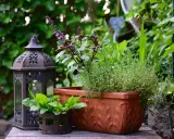 Lanterna décorative et plantes aromatiques, dont un thym citron, dans un jardin verdoyant.