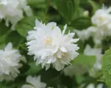 Fleurs blanches et feuillage vert, une belle image pour savoir quand tailler un seringat après sa floraison.