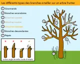 Illustration montrant quand tailler les arbres : gourmands, branches mortes, malades, cassées, secondaires, descendantes et rejets. Le bon angle de coupe est aussi expliqué.