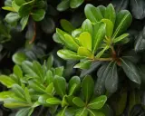 Feuilles vertes et brillantes d'un Pittosporum tenuifolium, contrastant avec des feuilles plus sombres.