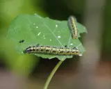 Deux petites chenilles vertes, poilues et tachetées de noir, grignotent une feuille.