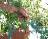 Mains expertes retirant un gourmand pour savoir comment tailler les tomates. Le soleil éclaire les feuilles vertes.