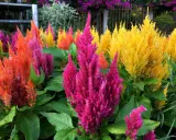 Un parterre de celosia extérieur aux couleurs vives : rose, orange et jaune. Les fleurs ressemblent à des plumes.