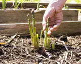 Main d'un jardinier récoltant des asperges vertes et violettes, signe d'une culture des asperges réussie.