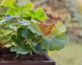 Géranium malade, une feuille brunie et sèche montre des signes de maladie.