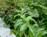 Tige de verveine citronnelle aux feuilles vertes vives, avec un léger flou en arrière-plan.