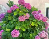 Gros plan sur des hortensias roses et violets luxuriants. Une belle idée de ce que planter avec des hortensias pour un jardin coloré.