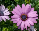 Gros plan d'une osteospermum fleur ressemblant à une marguerite, aux pétales violets et au cœur bleu et orange.