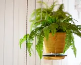 Une fougère de Boston extérieure, luxuriante et verte, pend dans un pot doré, ses frondes tombant gracieusement.