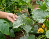 Main d'un jardinier examinant une feuille de courgette atteinte de mildiou. Des taches blanches poudreuses recouvrent la surface.